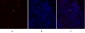 PPAR-α Polyclonal Antibody